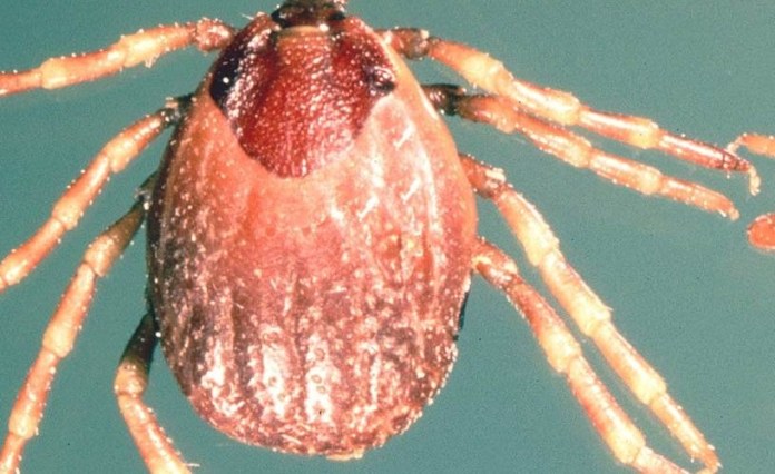 Namibia Confirms Outbreak of Deadly Congo Fever Namibia Confirms Outbreak of Deadly Congo Fever