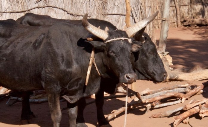 Botswana: Foot and Mouth Disease Crisis Threatens Nation Livelihoods Botswana: Foot and Mouth Disease Crisis Threatens Nation Livelihoods