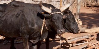 Botswana: Foot and Mouth Disease Crisis Threatens Nation Livelihoods