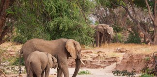 Botswana Criticised for Slaughtering 23 Elephants for Independence Celebrations