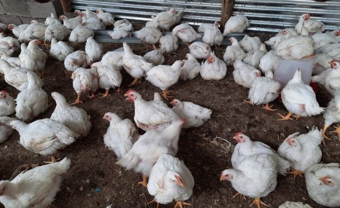 Lesotho: Big U.S.-Funded Chicken Project Shuts Down in Lesotho Lesotho: Big U.S.-Funded Chicken Project Shuts Down in Lesotho