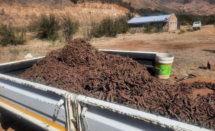 Lesotho’s Outdated Laws Fail to Protect Threatened Plant Species Lesotho’s Outdated Laws Fail to Protect Threatened Plant Species