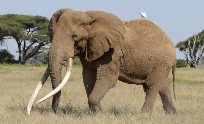 Kenya: Conservationists in Kenya Pay Tribute to the Late ‘Super Tusker’ Craig Kenya: Conservationists in Kenya Pay Tribute to the Late ‘Super Tusker’ Craig