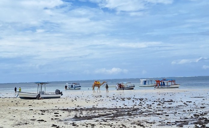 Kenya: ‘We Only Have One Ocean’ – Kenya’s ‘Mother Mangrove’ Calls for Urgent Ocean Protection Kenya: ‘We Only Have One Ocean’ – Kenya’s ‘Mother Mangrove’ Calls for Urgent Ocean Protection