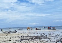 Kenya: ‘We Only Have One Ocean’ – Kenya’s ‘Mother Mangrove’ Calls for Urgent Ocean Protection