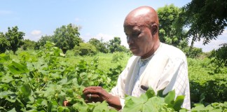 Cameroon Cotton Farmers Pair Improved Seed With Nature-Based Methods