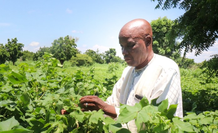 Cameroon Cotton Farmers Pair Improved Seed With Nature-Based Methods Cameroon Cotton Farmers Pair Improved Seed With Nature-Based Methods