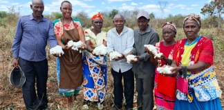 Kenya: Better Prices Lure Kitui Farmers Back to Cotton – If Seed, Rain and Young Farmers Follow
