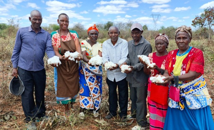 Kenya: Better Prices Lure Kitui Farmers Back to Cotton – If Seed, Rain and Young Farmers Follow Kenya: Better Prices Lure Kitui Farmers Back to Cotton – If Seed, Rain and Young Farmers Follow
