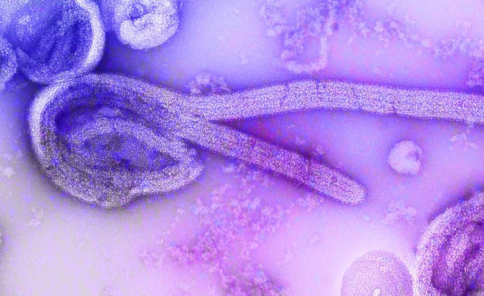 Ghana Reports First Mpox Case but Variant Not Yet Clear Ghana Reports First Mpox Case but Variant Not Yet Clear