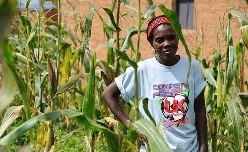 Angola: Family Farming Produces More Than 80 Percent of Agricultural Food in Angola Angola: Family Farming Produces More Than 80 Percent of Agricultural Food in Angola