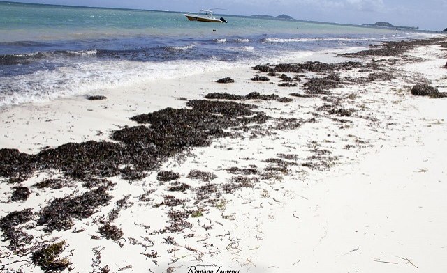 Mozambique: Seaweed Brings Local Benefits but May Not Save the Climate Mozambique: Seaweed Brings Local Benefits but May Not Save the Climate