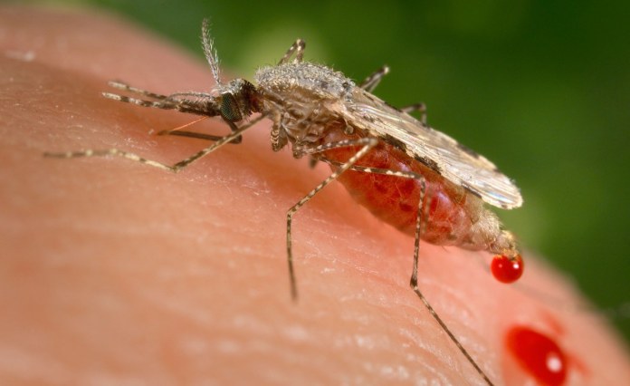 Egypt: WHO Declares Egypt Malaria-Free After ‘Historic’ Achievement Egypt: WHO Declares Egypt Malaria-Free After ‘Historic’ Achievement