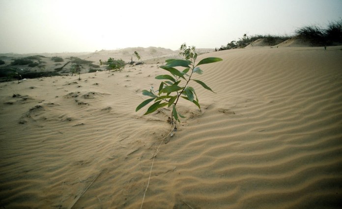 Sierra Leone: Tree-Planting Champions of Sierra Leone – Leading the Fight Against Climate Change, One Seedling At a Time Sierra Leone: Tree-Planting Champions of Sierra Leone – Leading the Fight Against Climate Change, One Seedling At a Time
