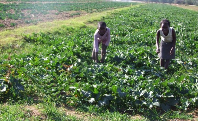 Namibia Faces Worsening Food Insecurity Namibia Faces Worsening Food Insecurity