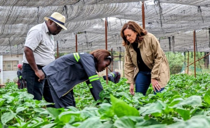 Africa: Kamala Harris Should Pursue Africa Priorities if She Becomes President Africa: Kamala Harris Should Pursue Africa Priorities if She Becomes President