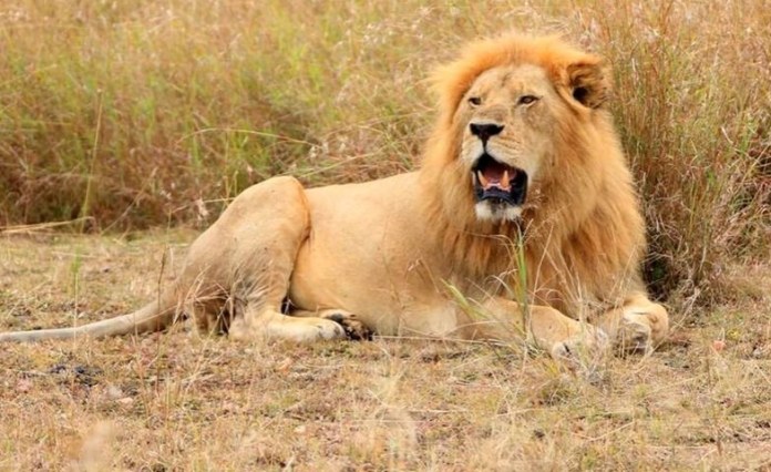 Namibia to Lose U.S.,7 Million Over UK’s Anti-Trophy Hunting Bill Namibia to Lose U.S.,7 Million Over UK’s Anti-Trophy Hunting Bill