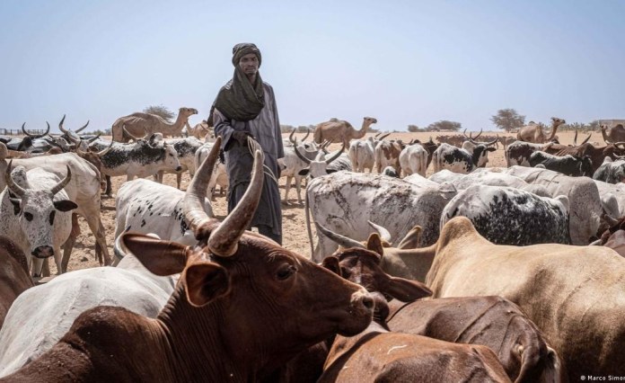 Namibia: Farmers Sell Off Livestock As Drought Bites Namibia: Farmers Sell Off Livestock As Drought Bites