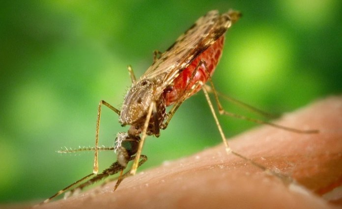 Africa: Egypt Is Certified Malaria-Free By WHO Africa: Egypt Is Certified Malaria-Free By WHO