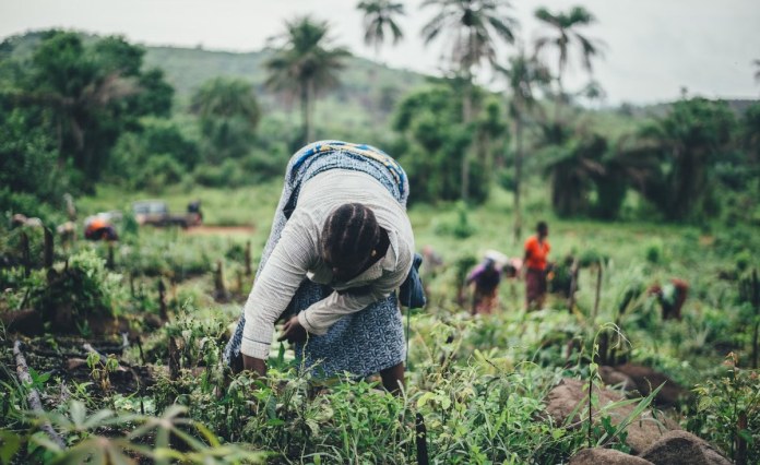 Sierra Leone’s Women Farmers Use a Custom Called Bora to Access Land – but It’s Making Them More Vulnerable Sierra Leone’s Women Farmers Use a Custom Called Bora to Access Land – but It’s Making Them More Vulnerable