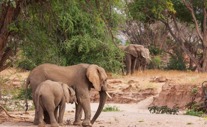 Namibia: Why Is Namibia Going to Kill its Endangered Desert Elephants? Namibia: Why Is Namibia Going to Kill its Endangered Desert Elephants?