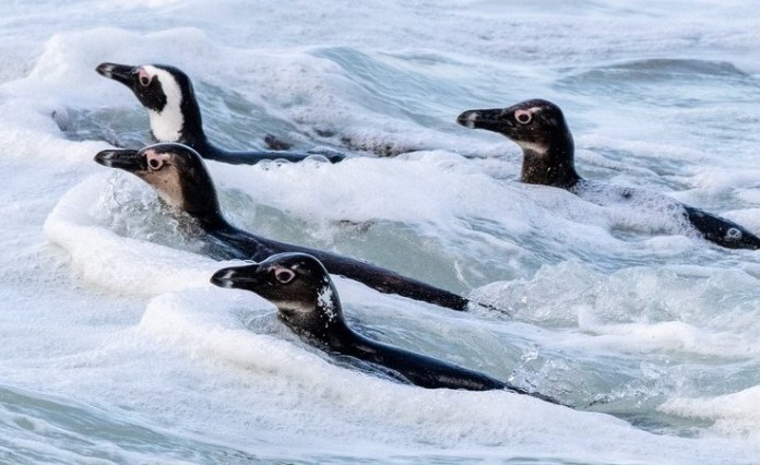 Namibia: African Penguin Saved At Swakopmund Beach Amid Endangered Species Crisis Namibia: African Penguin Saved At Swakopmund Beach Amid Endangered Species Crisis