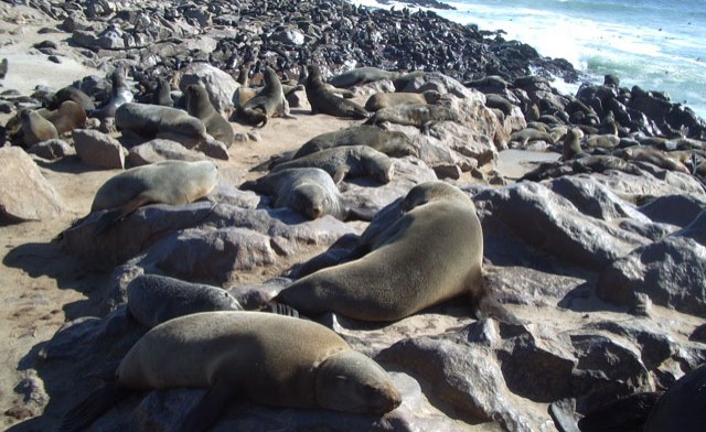 Namibia Struggles With Growing Seal Population That Threatens Fishing Industry Namibia Struggles With Growing Seal Population That Threatens Fishing Industry
