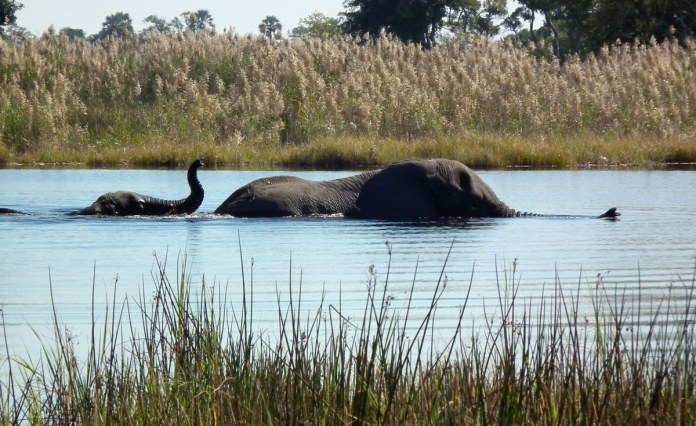 Botswana Issues 400 Elephant Hunting Licenses, Drawing Fresh Opposition Botswana Issues 400 Elephant Hunting Licenses, Drawing Fresh Opposition