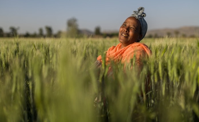 Sudan: Eastern Sudan Farmers ‘Optimistic’ About Upcoming Harvest Sudan: Eastern Sudan Farmers ‘Optimistic’ About Upcoming Harvest