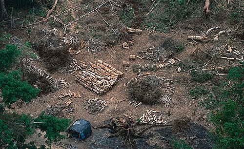 Cote d’Ivoire Has Lost ‘Nearly 80 Percent of Its Forest and Wildlife Cover’ Cote d’Ivoire Has Lost ‘Nearly 80 Percent of Its Forest and Wildlife Cover’