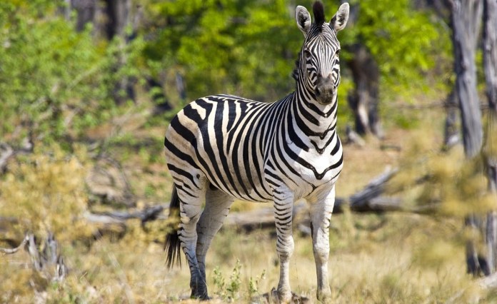Namibia: Govt to Feed Hungry Communities With 640 Wild Animals Namibia: Govt to Feed Hungry Communities With 640 Wild Animals