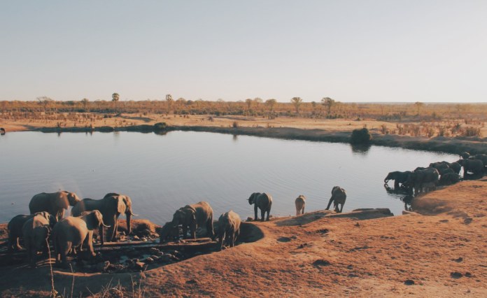 Namibia: Are Politics and Profit Behind Plans to Cull Elephants? Namibia: Are Politics and Profit Behind Plans to Cull Elephants?