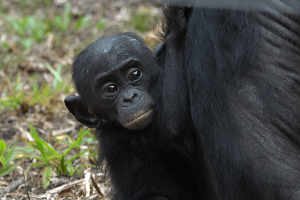 Endangered Bonobos Returned to Wild – Second Time in History Endangered Bonobos Returned to Wild – Second Time in History