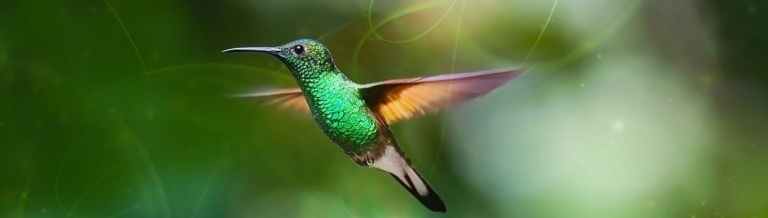 4 Hummingbird Meanings – Learn about Hummingbird Symbolism 4 Hummingbird Meanings – Learn about Hummingbird Symbolism