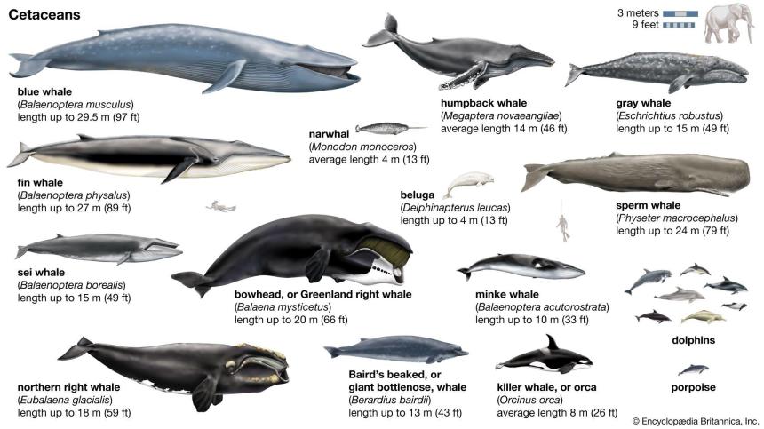 Dozens of whales spotted swimming off coast of Cape Cod – WHDH Dozens of whales spotted swimming off coast of Cape Cod – WHDH