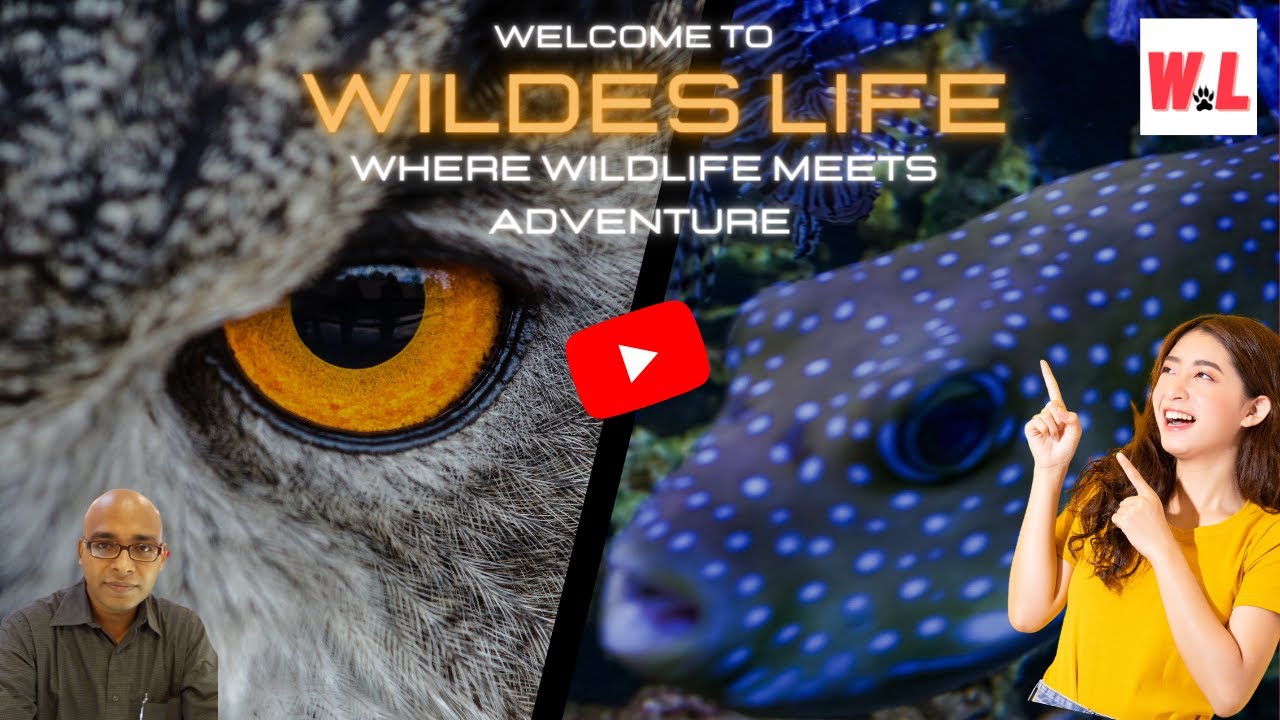 Wopowog Wildlife: Where Adventure Meets Serenity