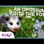 Meet the Marsupials! Meet the Marsupials!