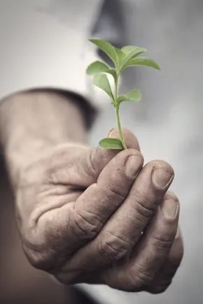 Ingredients in Focus: Ingredion’s PureCircle launches a ‘first of its kind’ drop-in stevia sweetener Ingredients in Focus: Ingredion’s PureCircle launches a ‘first of its kind’ drop-in stevia sweetener
