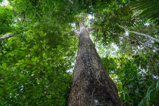 Commonplace Chartered to promote Amazon carbon credit for Brazil’s Acre (SCBFF:Pink Present Information) Commonplace Chartered to promote Amazon carbon credit for Brazil’s Acre (SCBFF:Pink Present Information)