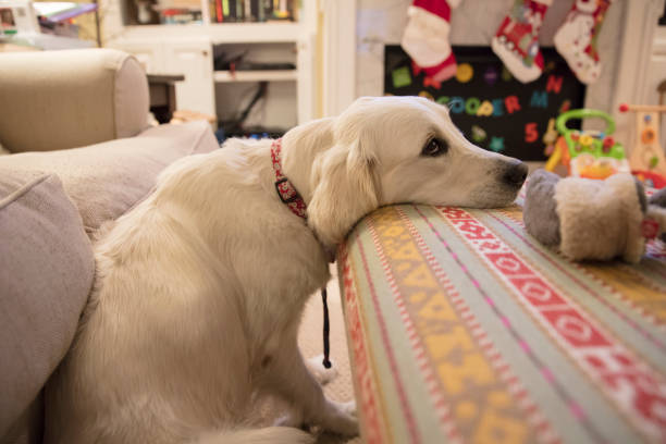 Zoetis positive aspects EMA panel endorsement for Lenivia for osteoarthritis ache in canines Zoetis positive aspects EMA panel endorsement for Lenivia for osteoarthritis ache in canines