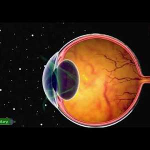 Dr. Nour: Allah (swt) Has Granted Human Beings Two Powerful Eyes! Dr. Nour: Allah (swt) Has Granted Human Beings Two Powerful Eyes!