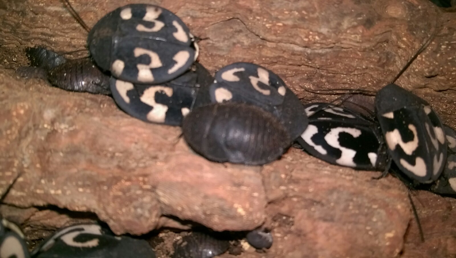 ## Jeune Question Mark Cafard (Therea Olegrandjeani) ## Araignées, Insecte ### ## Jeune Question Mark Cafard (Therea Olegrandjeani) ## Araignées, Insecte ###