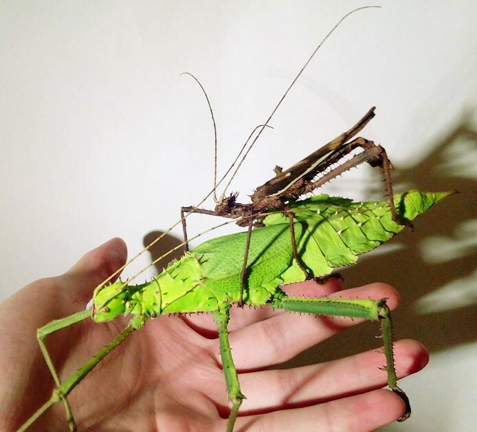 Eggs of Heteropteryx dilatata x 10 / stick insect / big phasmids