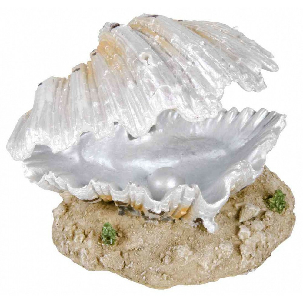 Coquille avec sortie d’air 9 cm décoration poisson Coquille avec sortie d’air 9 cm décoration poisson