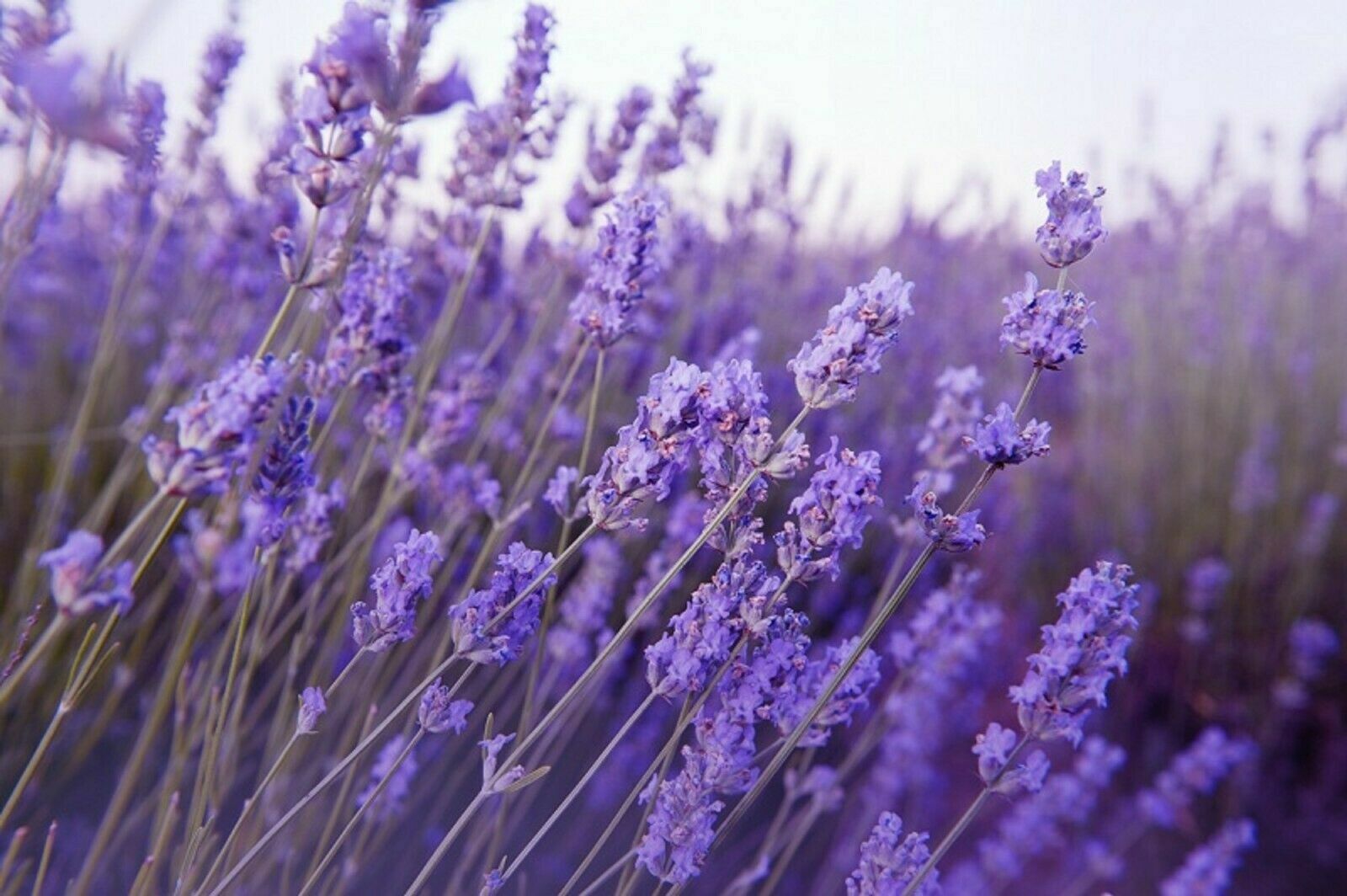 100 Graines de Lavande Méthode BIO seeds fleurs vivace a semer officinale jardin 100 Graines de Lavande Méthode BIO seeds fleurs vivace a semer officinale jardin