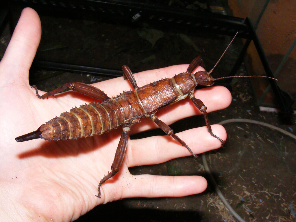 Eggs of Eurycantha calcarata x 40 / stick insect / phasmids Eggs of Eurycantha calcarata x 40 / stick insect / phasmids
