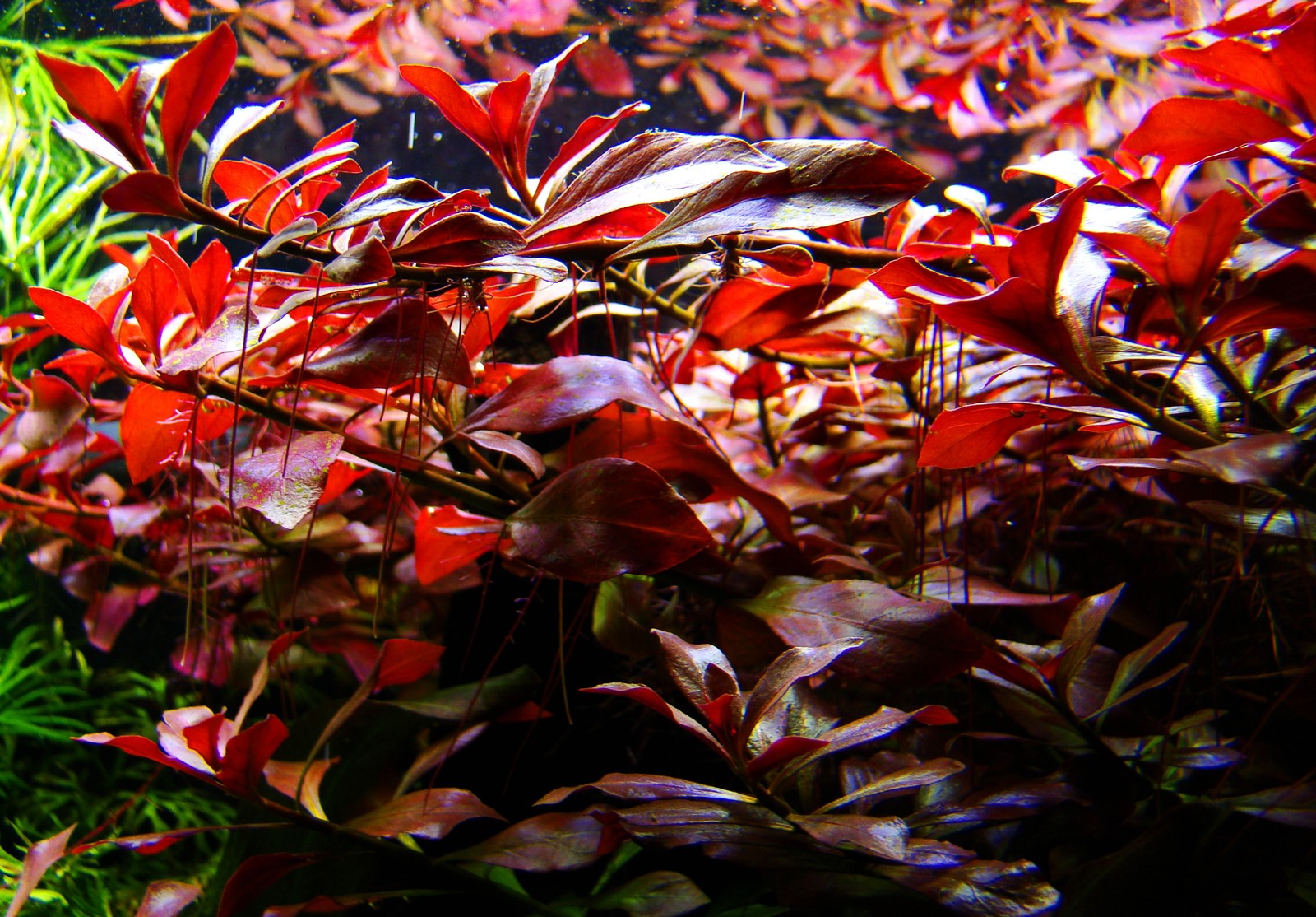 1Touffe de ludwigia repens rouge rubis plante aquarium poisson filtre 1Touffe de ludwigia repens rouge rubis plante aquarium poisson filtre