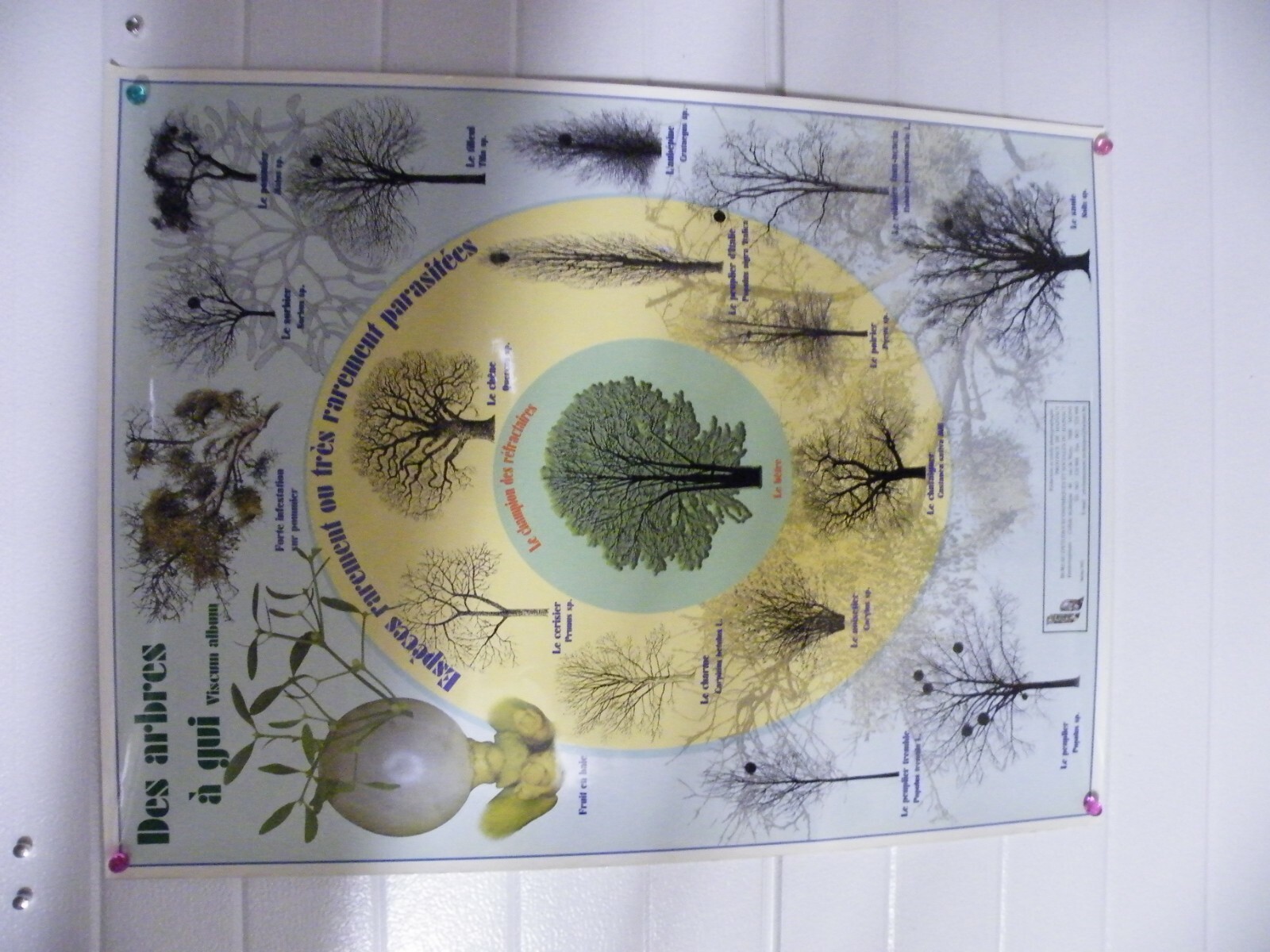 lot 12 affiches floraison des arbres chene frenes bouleau hetre etc… 60*80cm
