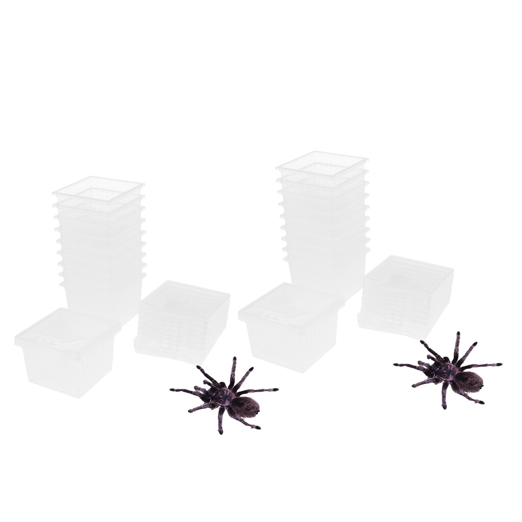 20 terrariums d’araignées d’araignées de reptiles d’insectes 20 terrariums d’araignées d’araignées de reptiles d’insectes
