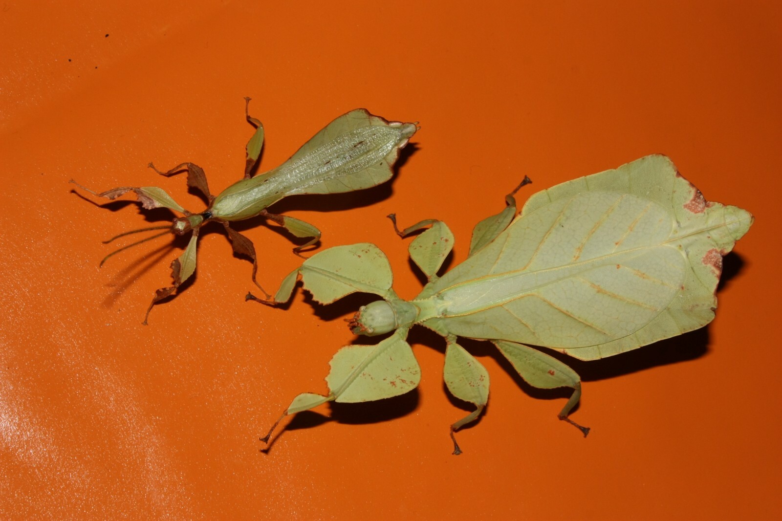 RARE / Eggs of Phyllium ericoriai x 30 / leaf insect / phasmids